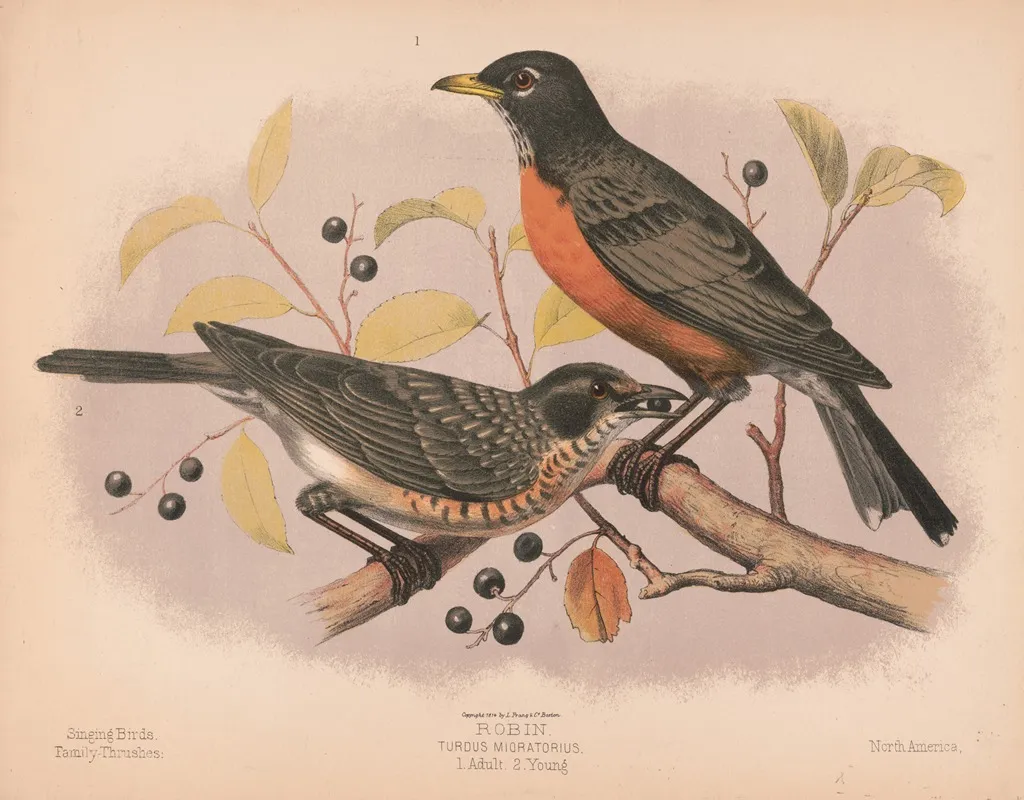 Robin Turdus Migratorius 1 Adult 2 Young
