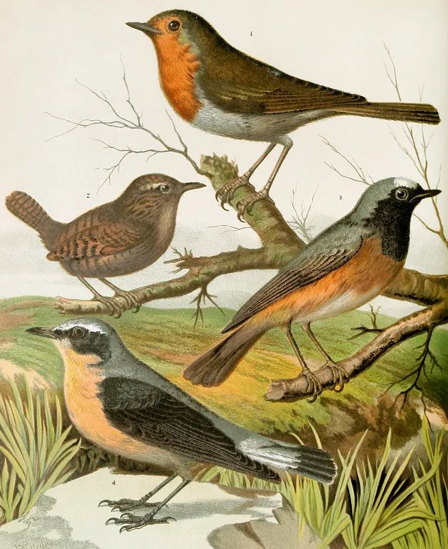 Robin Wren Redstart Wheatear Wall Art by W. A . Blakston - High-Resolution Digital Print