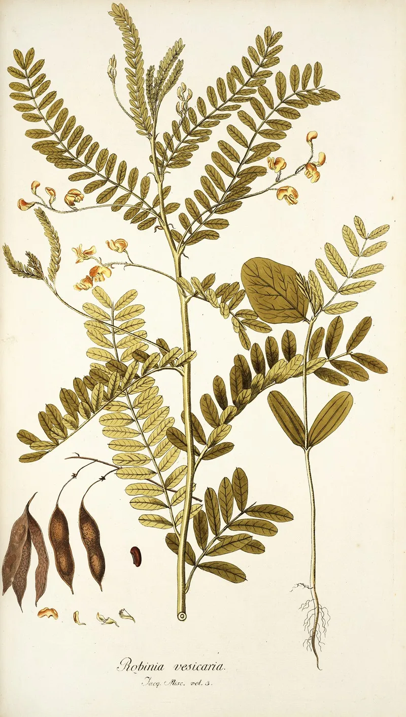 Robinia Vesicaria Wall Art by Nikolaus Joseph Freiherr von Jacquin - High-Resolution Digital Print