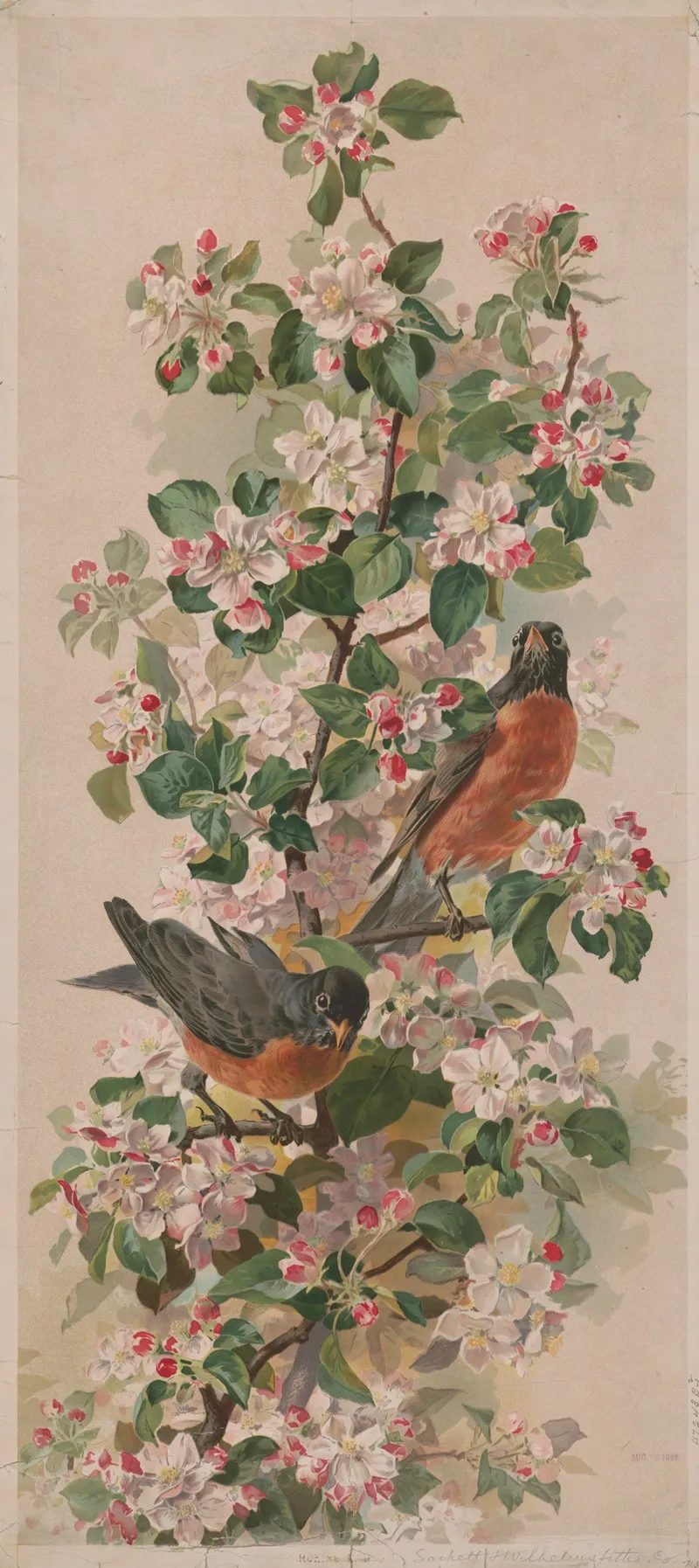 Robins 2