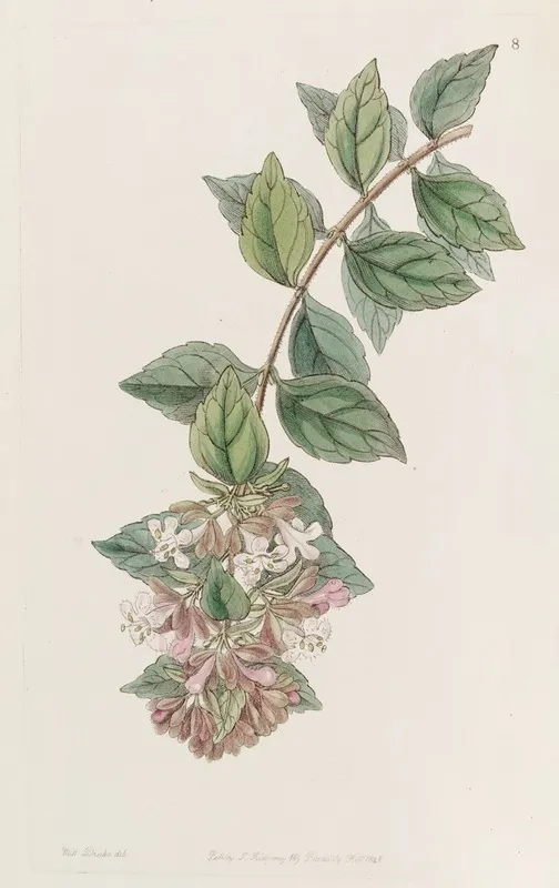 Rock Abelia Wall Art by Sydenham Edwards - High-Resolution Digital Print