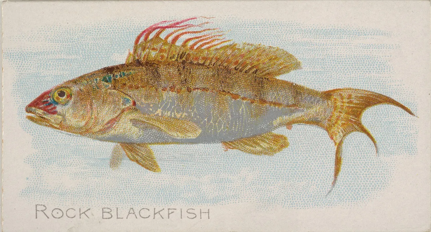 Rock Blackfish Wall Art by Allen &amp; Ginter - High-Resolution Digital Print