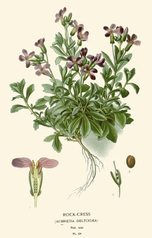Rock Cress Wall Art by Edward Step - High-Resolution Digital Print