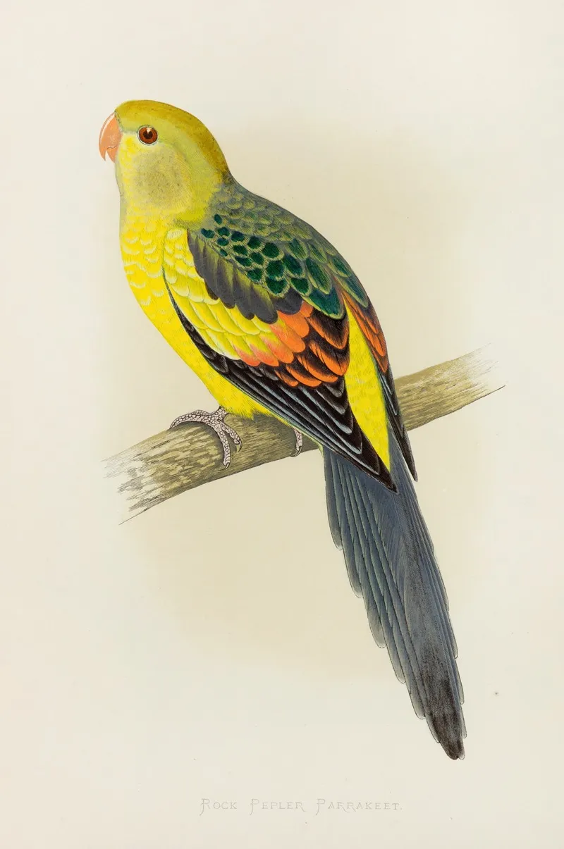 Rock Pepler Or Black Tailed Parrakeet Wall Art by Alexander Francis Lydon - High-Resolution Digital Print