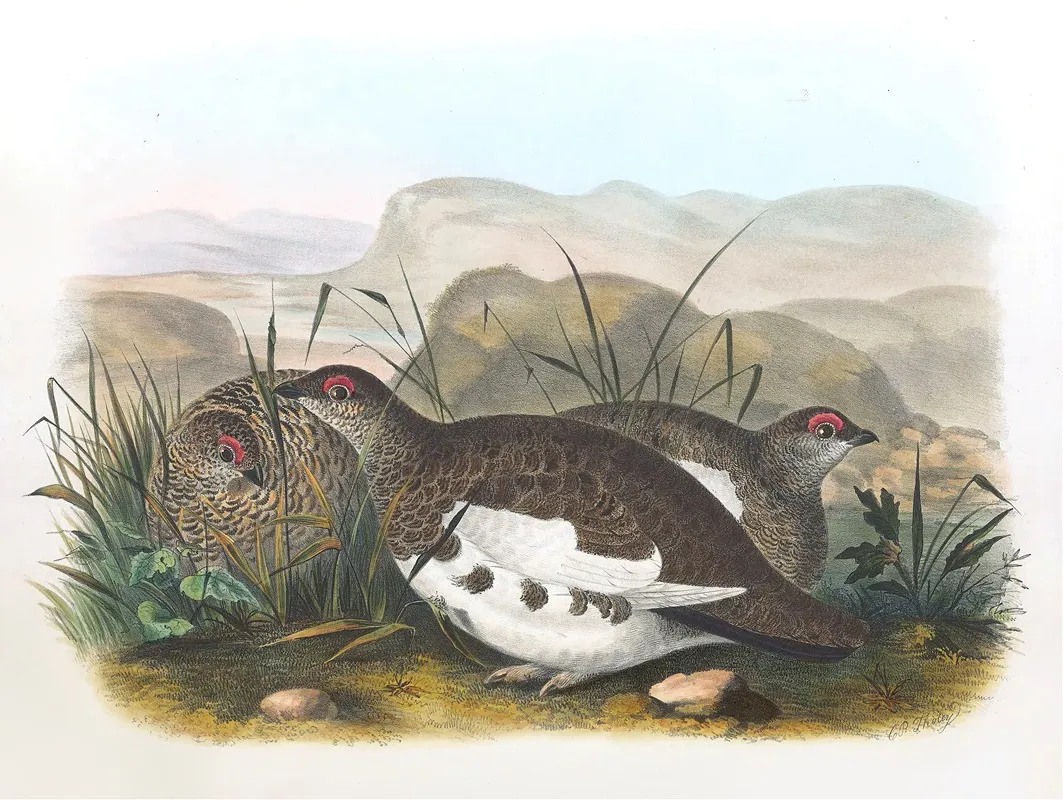 Rock Ptarmigan Wall Art by Daniel Giraud Elliot - High-Resolution Digital Print