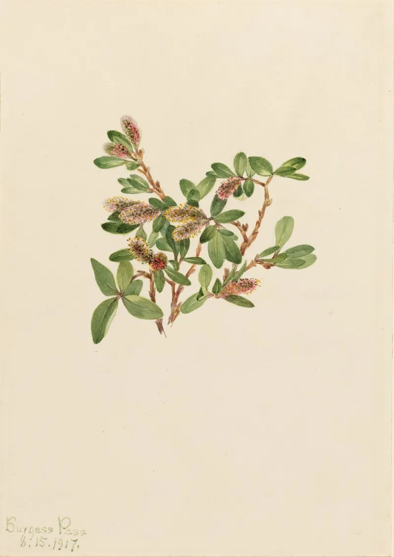Rock Willow Salix Petrophila 2
