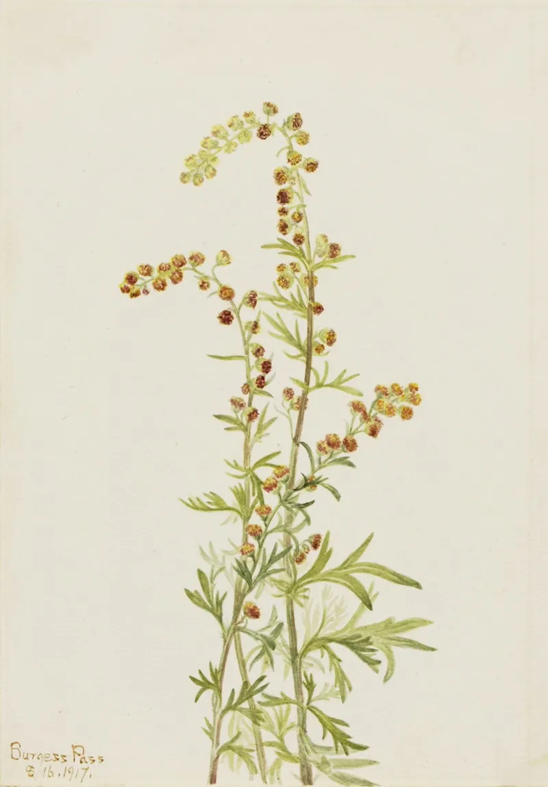 Rock Wormwood Artemisia Discolor 2