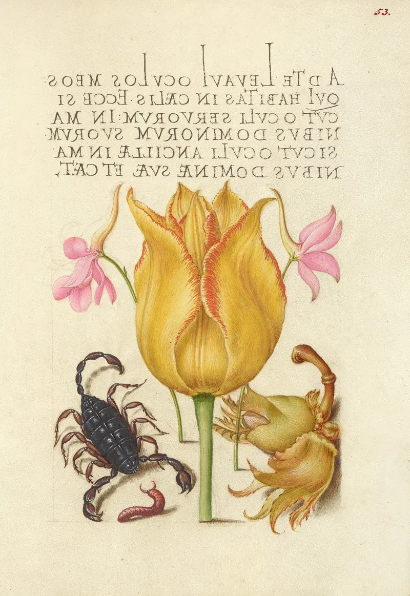 Rocket Larkspurs Tulip Scorpion Millepede And European Filbert