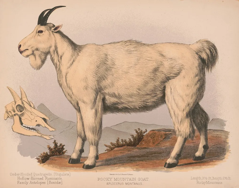 Rocky Mountain Goat Aplocerus Montanus