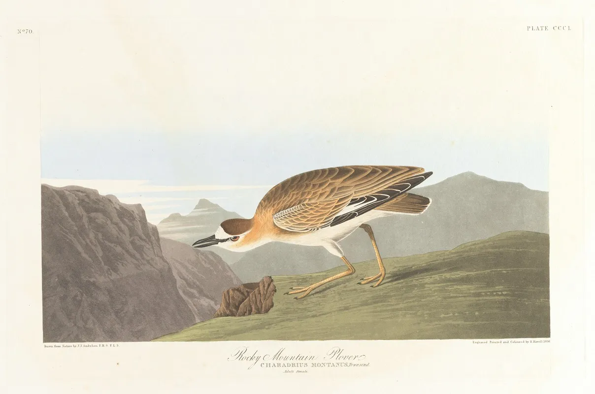 Rocky Mountain Plover Wall Art by John James Audubon - High-Resolution Digital Print