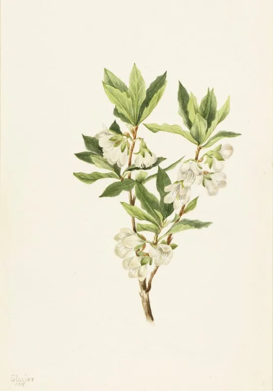 Rocky Mountain Rhododendron Rhododendron Albiflorum 2