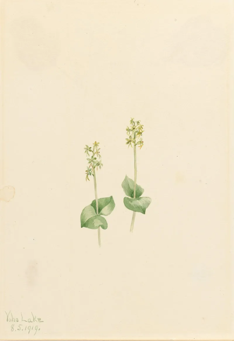 Rocky Mountain Twayblade Ophrys Necrophylla
