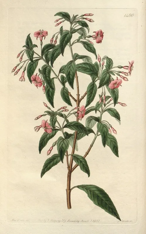 Rod Branched Fuchsia Wall Art by Sydenham Edwards - High-Resolution Digital Print