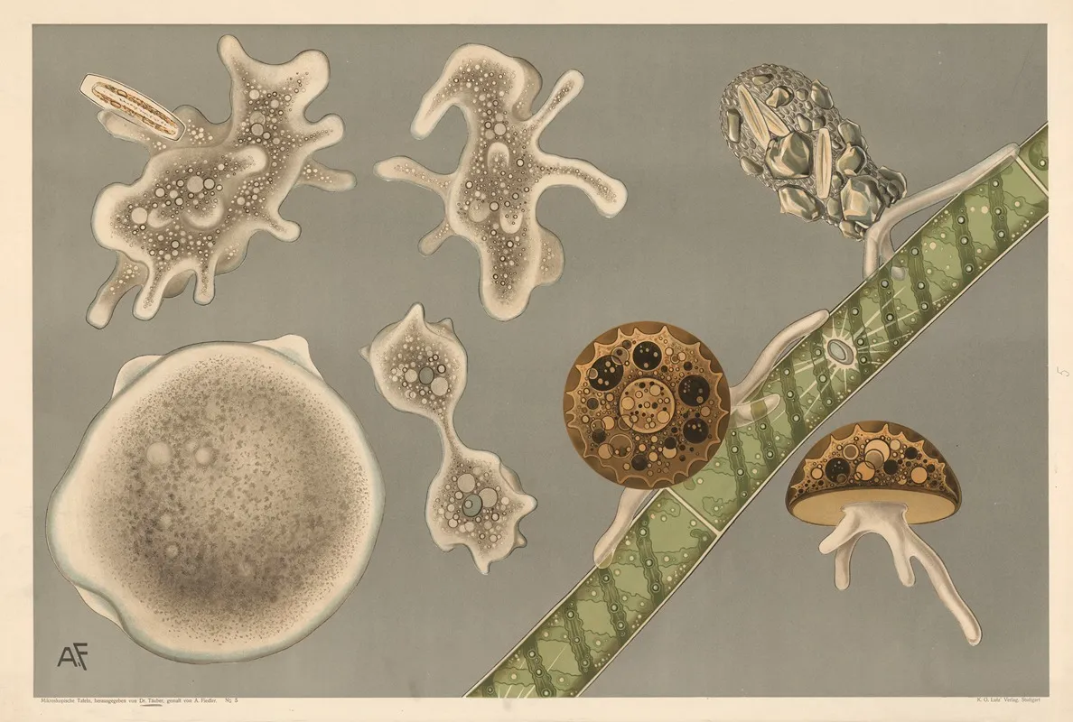 Rodbakterier Rhizopoder