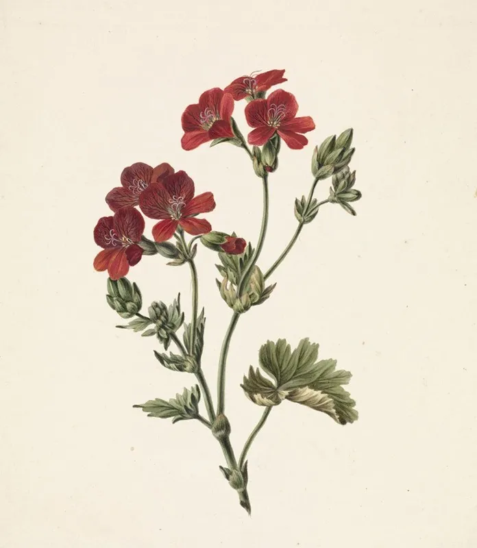 Rode Bloem Wall Art by M. de Gijselaar - High-Resolution Digital Print