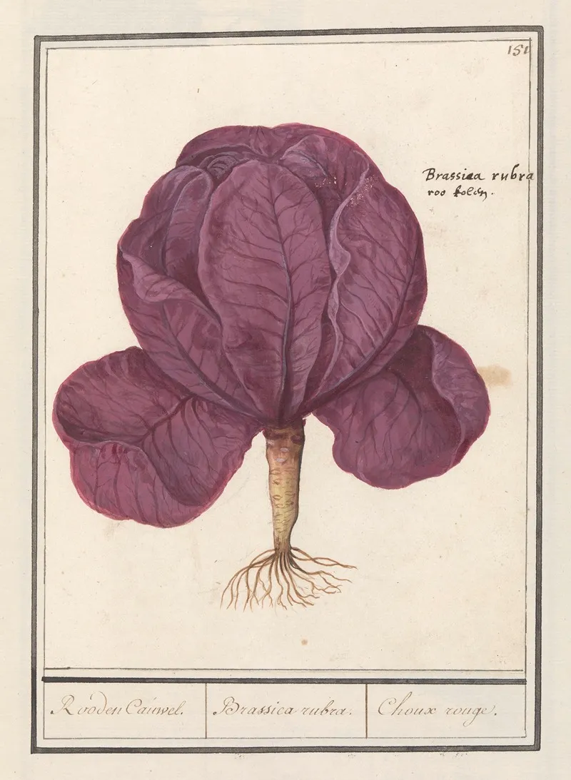 Rode Kool Brassica Oleracea Convar Capitata Var Rubra Rooden Cauwel Brassica Rubra Choux Rouge Wall Art by Anselmus Boëtius de Boodt - High-Resolution Digital Print