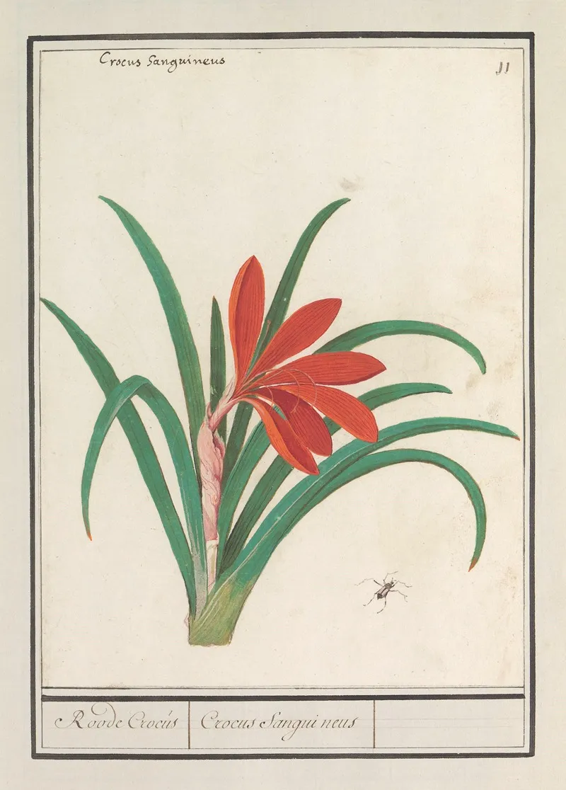 Rode Krokus Crocus Roode Crocus Crocus Sanguineus Wall Art by Anselmus Boëtius de Boodt - High-Resolution Digital Print