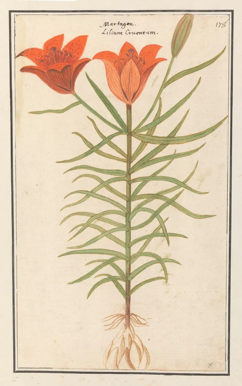 Rode Lelie Lilium Roode Lelie Martagon Lilium Cruentum Martagon Wall Art by Anselmus Boëtius de Boodt - High-Resolution Digital Print