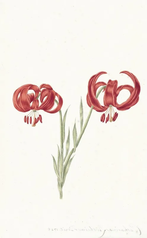 Rode Lelie Wall Art by Catharina Lintheimer - High-Resolution Digital Print