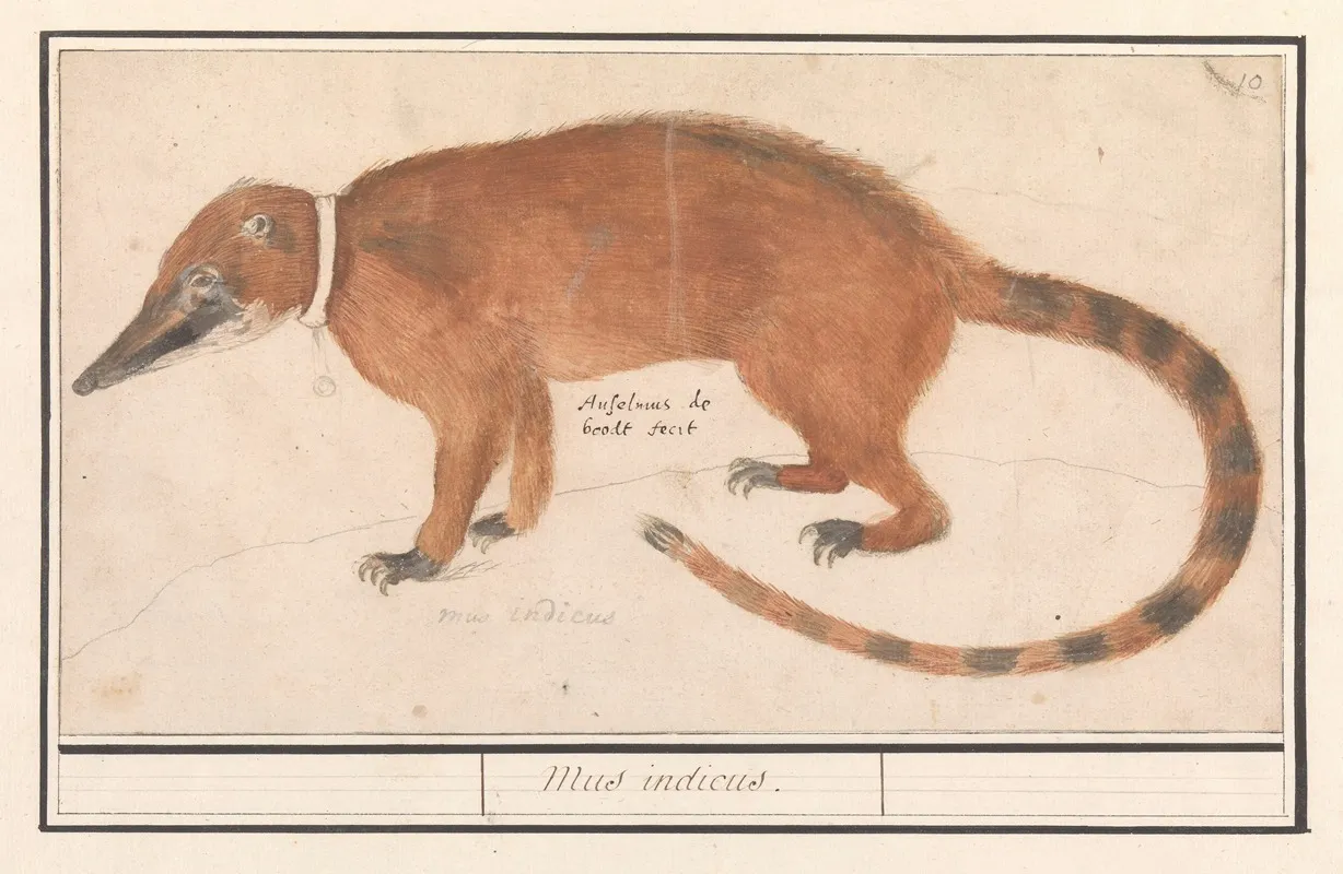 Rode Neusbeer Of Coatimundi Nasua Nasua Mus Indicus Wall Art by Anselmus Boëtius de Boodt - High-Resolution Digital Print