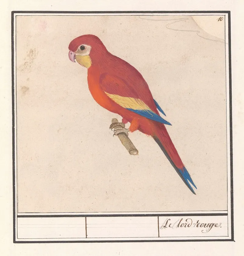 Rode Papegaai Le Lord Rouge Wall Art by Anselmus Boëtius de Boodt - High-Resolution Digital Print