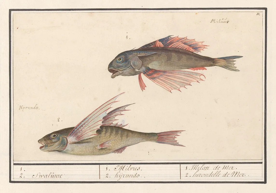 Rode Poon Chelidonichthys Lucerna En Vliegende Vis Exocoetidae 1 2 Swaluwe 1 Milvus 2 Hyrundo Wall Art by Anselmus Boëtius de Boodt - High-Resolution Digital Print