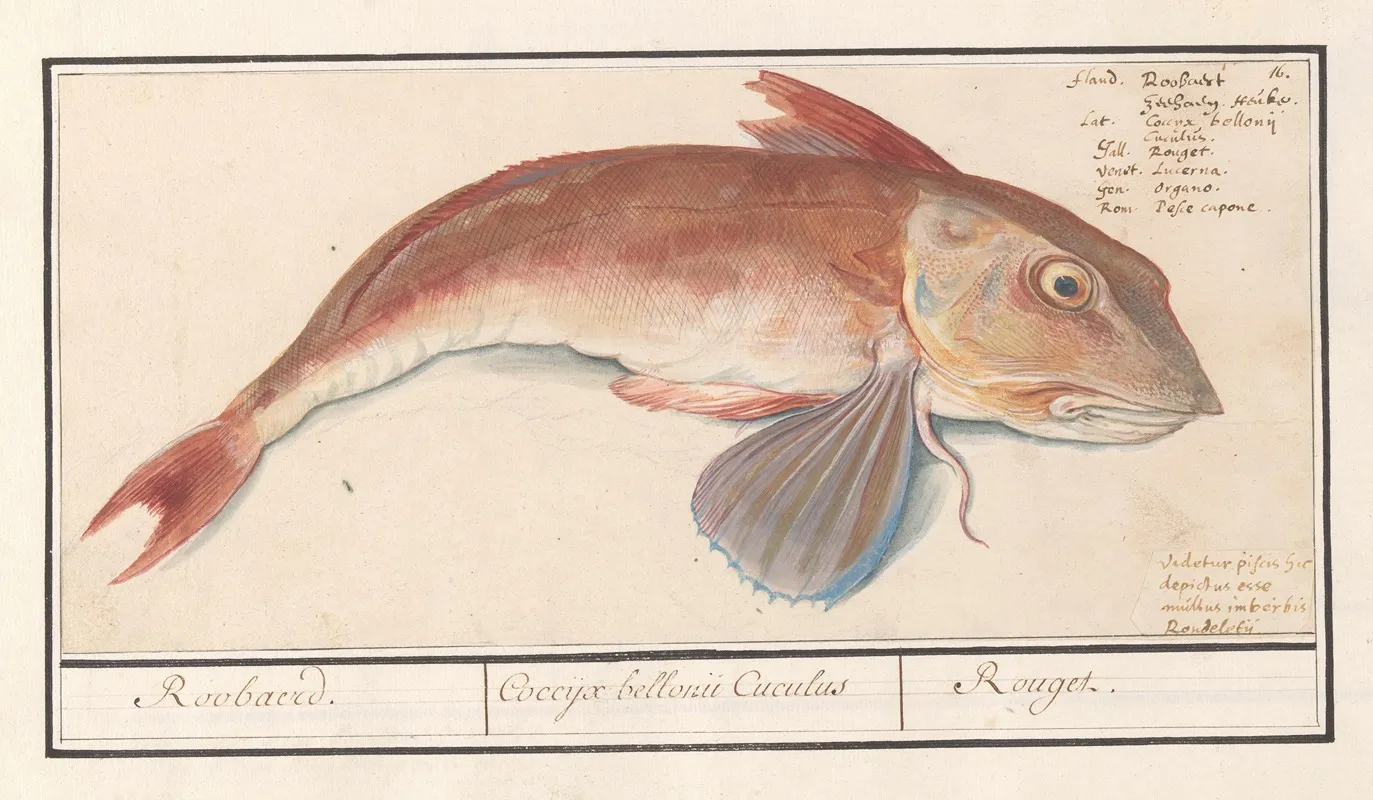 Rode Poon Chelidonichthys Lucerna Roobaerd Coccyx Bellonii Cuculus Rouget Wall Art by Anselmus Boëtius de Boodt - High-Resolution Digital Print