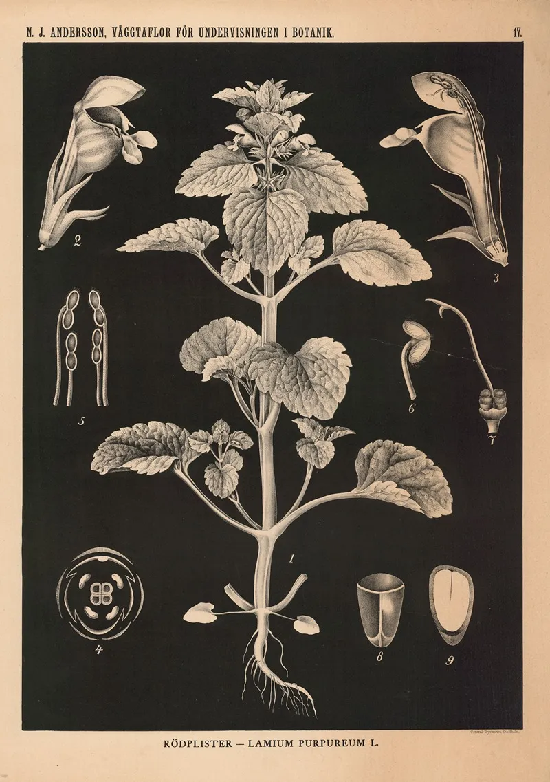 Rodplister Lamium Purpureum L Wall Art by Nils Johan Andersson - High-Resolution Digital Print