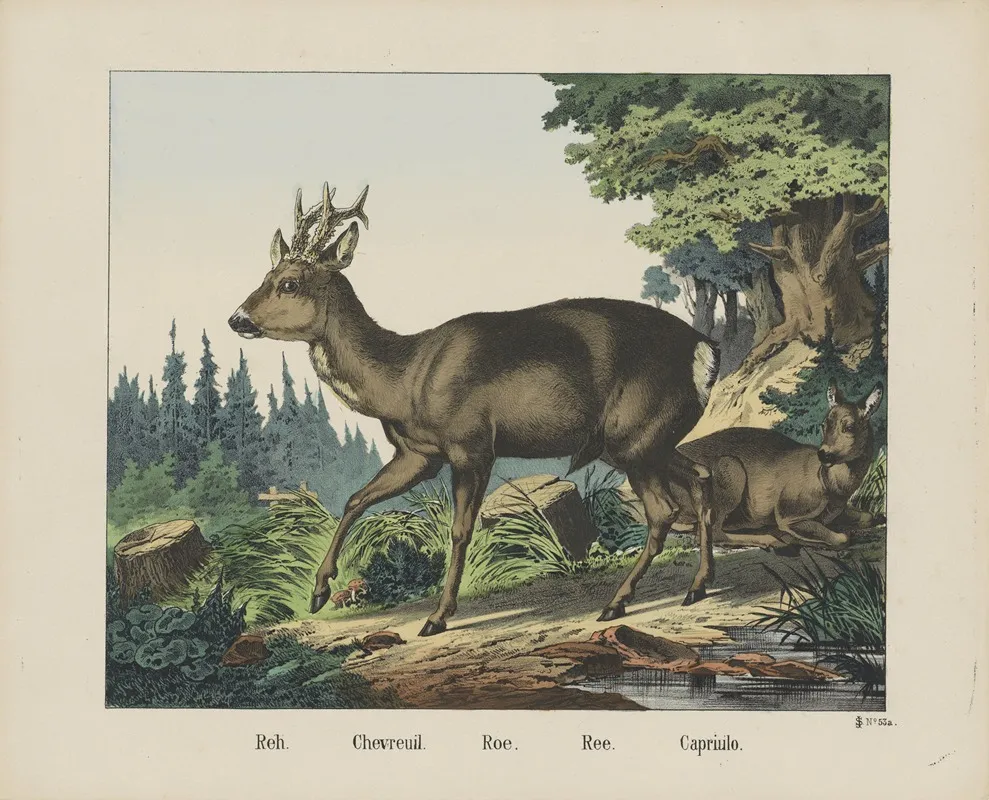 Roe 2 Wall Art by Joseph Scholz - High-Resolution Digital Print
