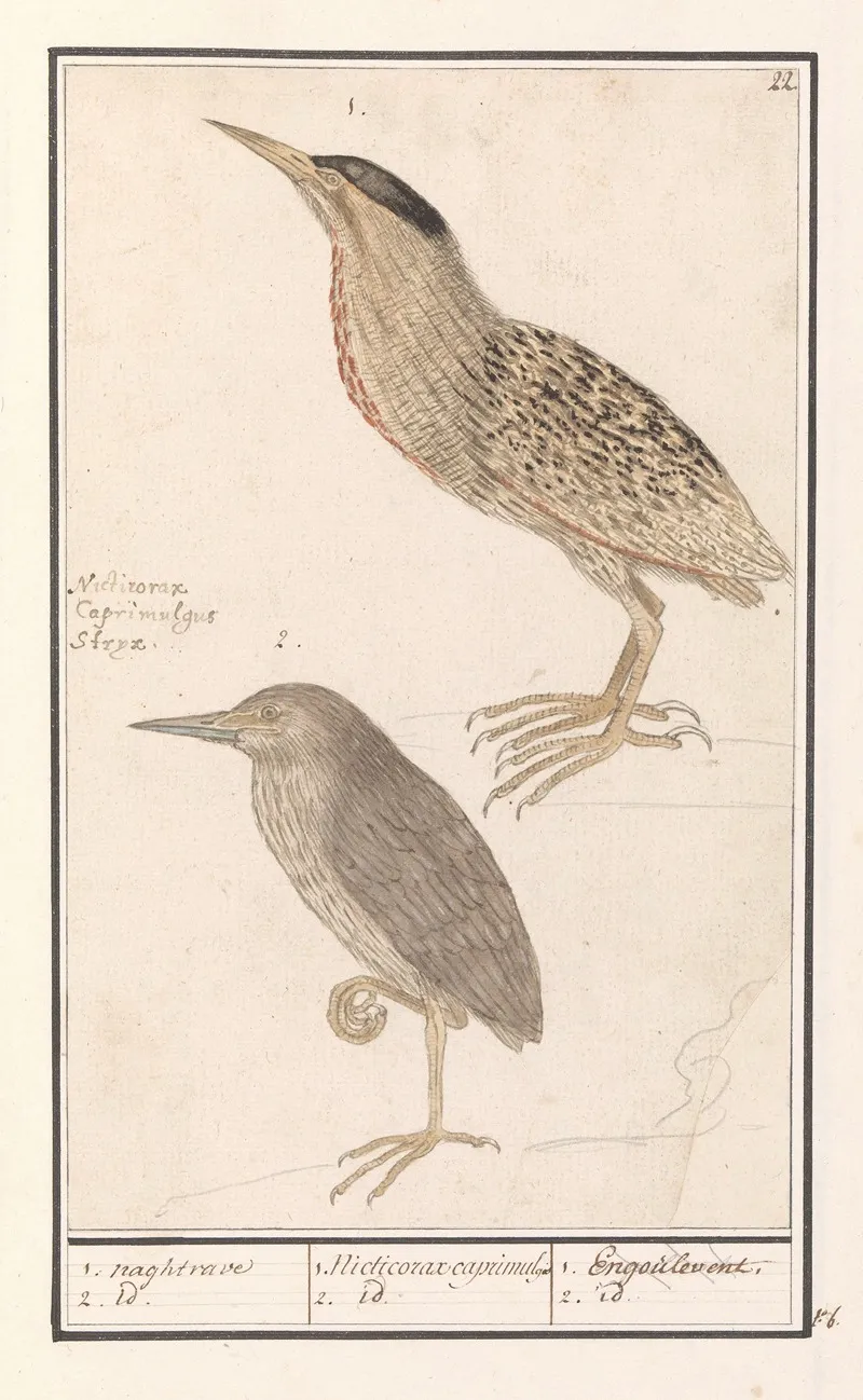 Roerdomp Botaurus Stellaris 1 Naghtrave 2 Id 1 Nicticorax Caprimulg 2 Id Engoulevent 2 Id Wall Art by Anselmus Boëtius de Boodt - High-Resolution Digital Print