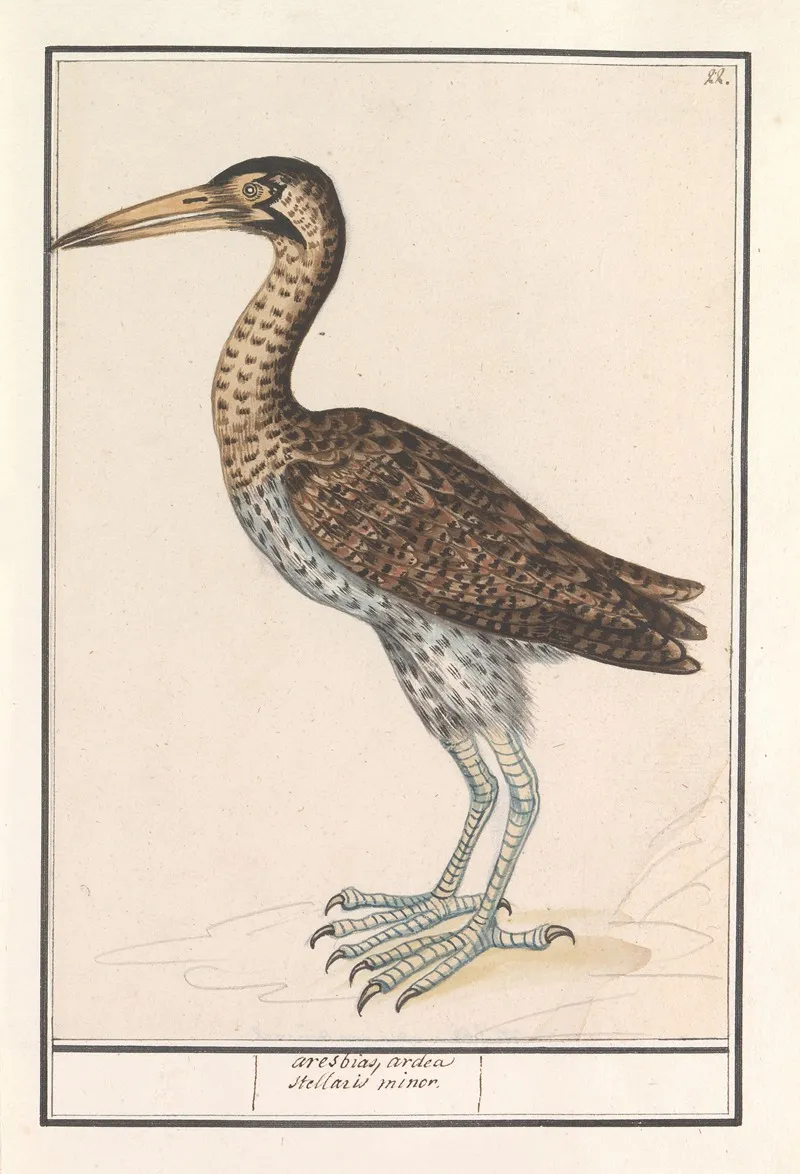 Roerdomp Botaurus Stellaris 2 Wall Art by Anselmus Boëtius de Boodt - High-Resolution Digital Print