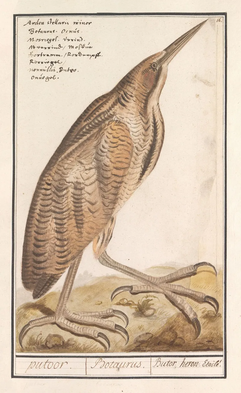 Roerdomp Botaurus Stellaris Wall Art by Anselmus Boëtius de Boodt - High-Resolution Digital Print