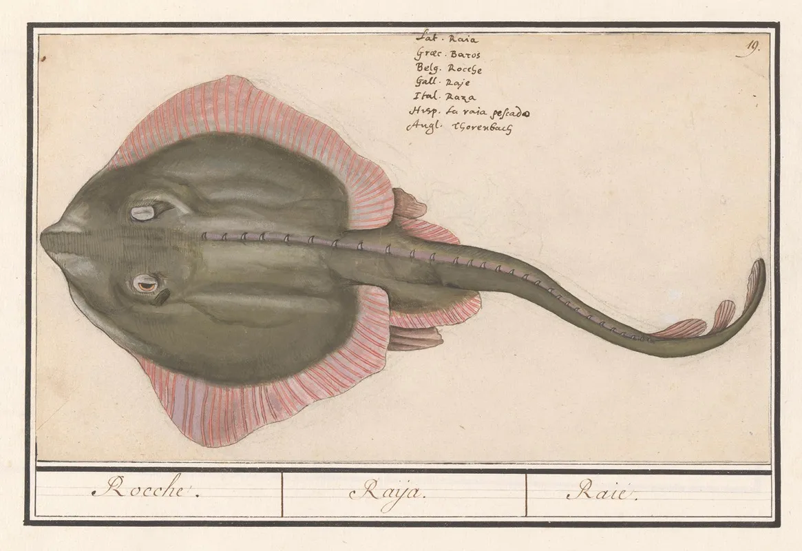 Rog Batoidea Of Rajomorphii Rocche Raya Raie Wall Art by Anselmus Boëtius de Boodt - High-Resolution Digital Print