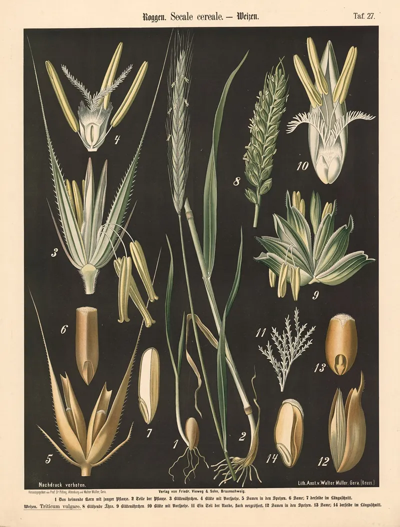 Roggen Secale Cereale