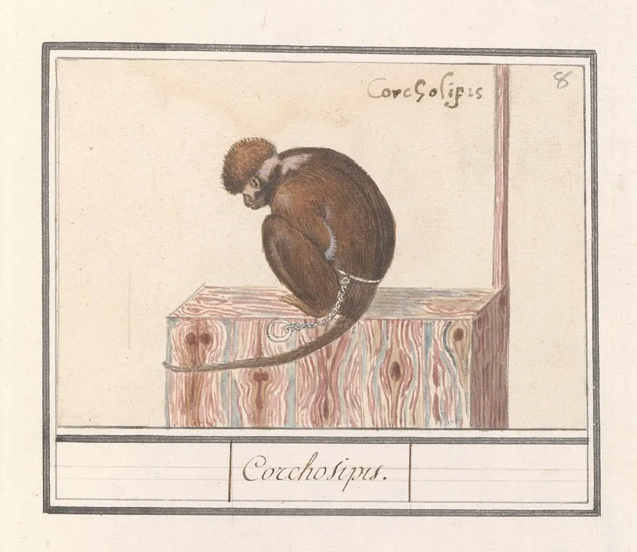 Roodkopmangabey Cercocebus Torquatus Corchosipus Een Rillow Een Wanderow Wall Art by Anselmus Boëtius de Boodt - High-Resolution Digital Print