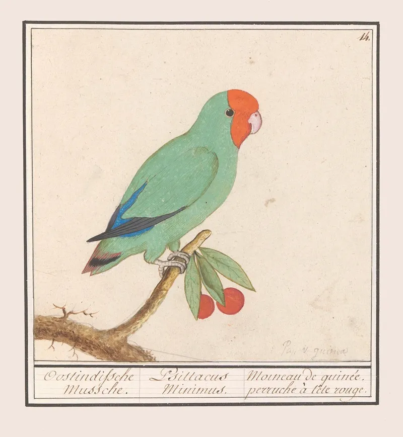 Roodmaskeragapornis Agapornis Pullarius Oostindische Mussche Psittacus Minimus Wall Art by Anselmus Boëtius de Boodt - High-Resolution Digital Print