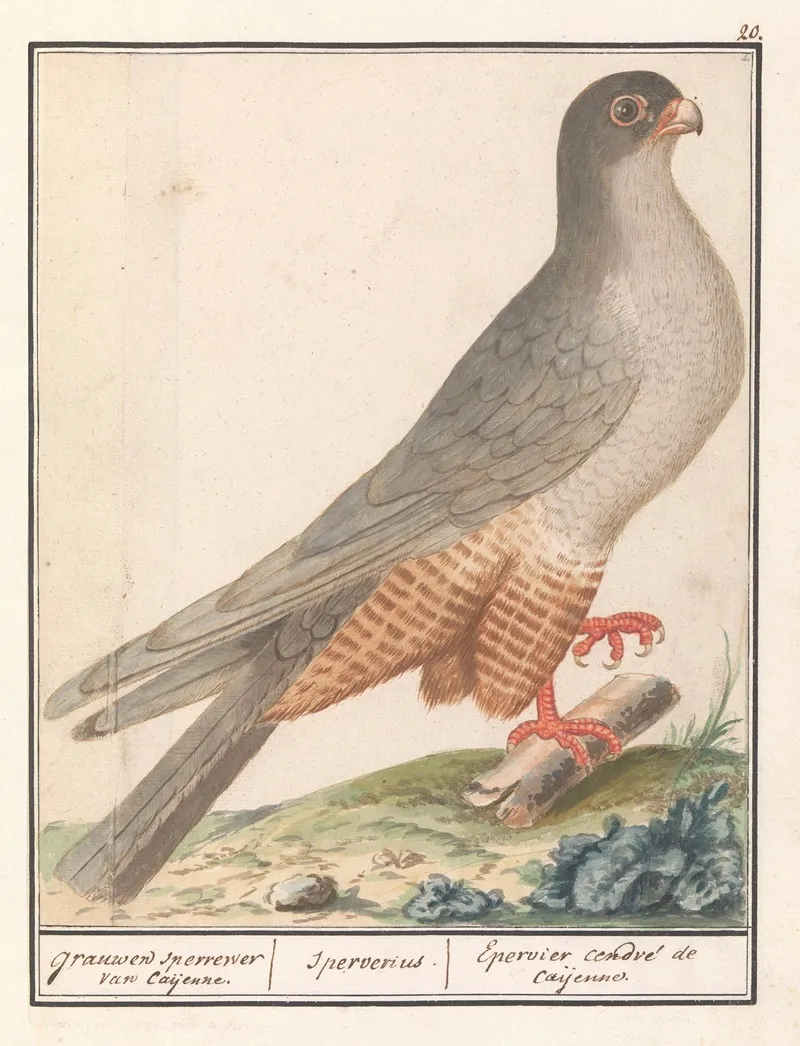 Roodpootvalk Falco Vespertinus Grauwen Sperrewe Van Caijenne Sperverius Epervier Cendre De Caijenne Wall Art by Anselmus Boëtius de Boodt - High-Resolution Digital Print