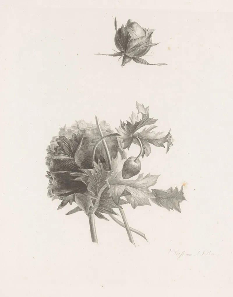 Roos En Andere Bloem Wall Art by Albertus Jonas Brandt - High-Resolution Digital Print