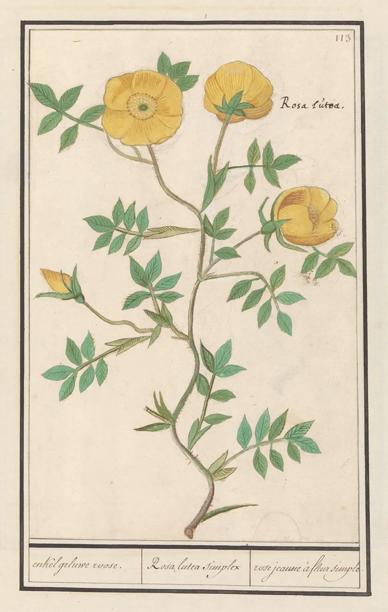 Roos Rosa Enkel Geluwe Roose Rosa Lutea Simplex Rose Jeaune A Fleur Simple Wall Art by Anselmus Boëtius de Boodt - High-Resolution Digital Print