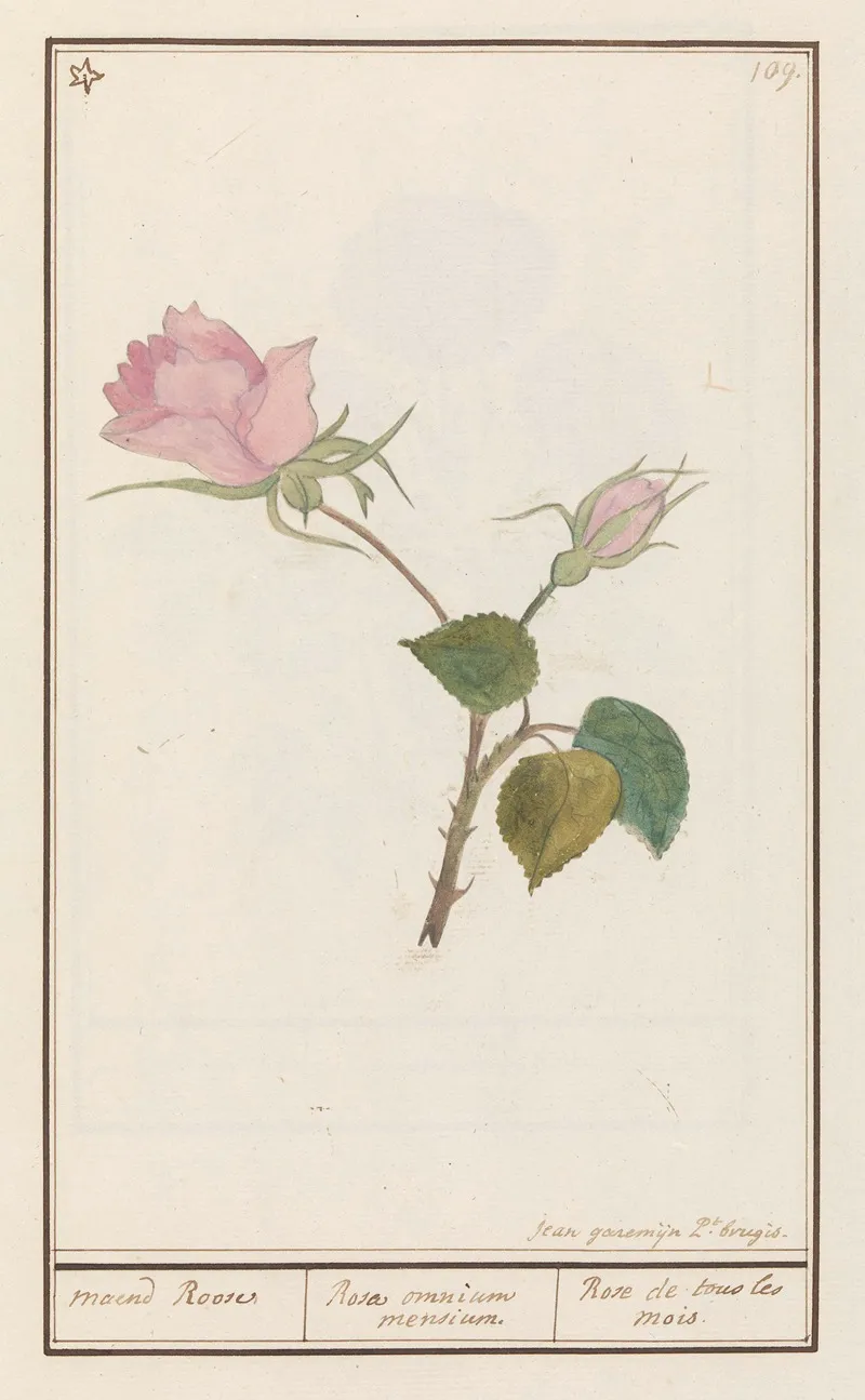 Roos Rosa Maend Roose Rosa Omnium Mensium Rose De Tous Les Mois Wall Art by Anselmus Boëtius de Boodt - High-Resolution Digital Print