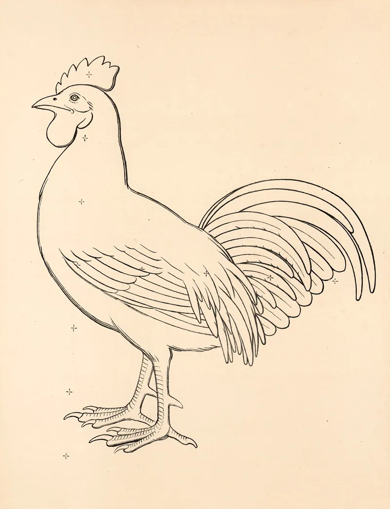Rooster 6 Wall Art by Carl Ludvig Petersen - High-Resolution Digital Print