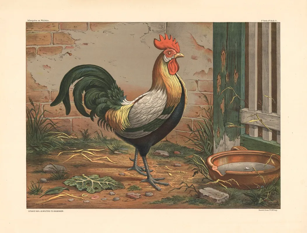 Rooster 7