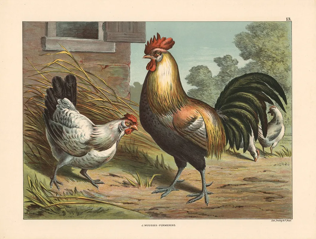 Rooster And Hens 2