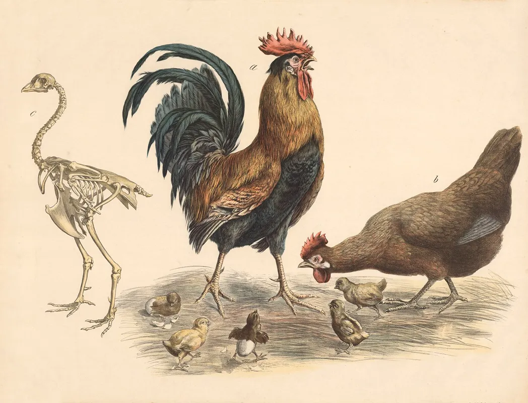 Rooster Hen Wall Art by Franz Engleder - High-Resolution Digital Print