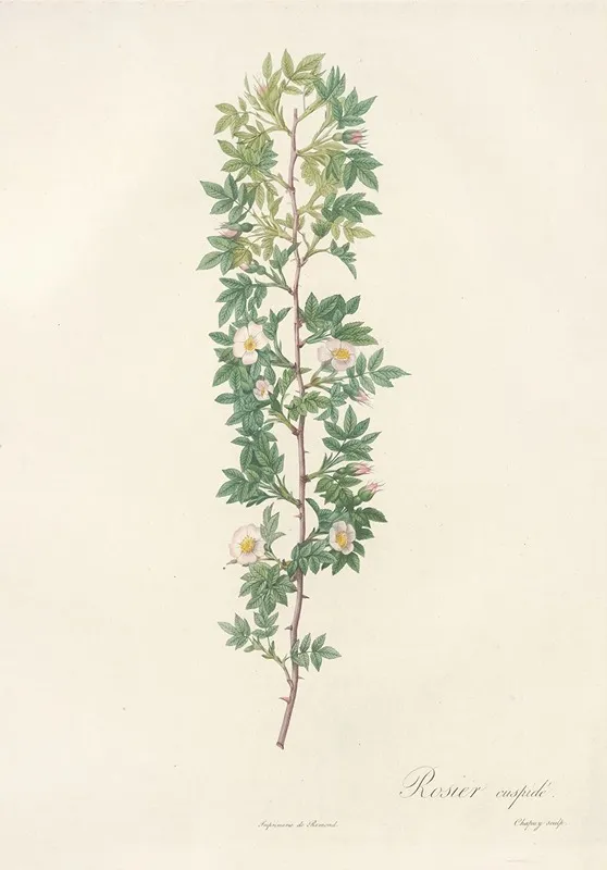 Rosa Aciphylla Wall Art by Pierre Joseph Redouté - High-Resolution Digital Print