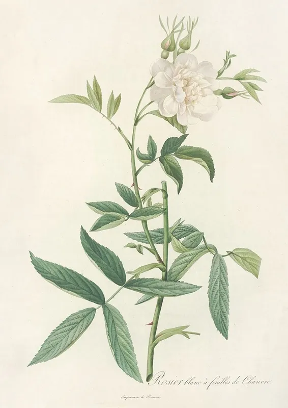 Rosa Alba Cimbaefolia Wall Art by Pierre Joseph Redouté - High-Resolution Digital Print