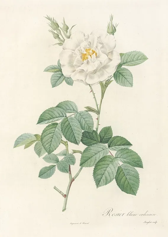 Rosa Alba Flore Pleno Wall Art by Pierre Joseph Redouté - High-Resolution Digital Print