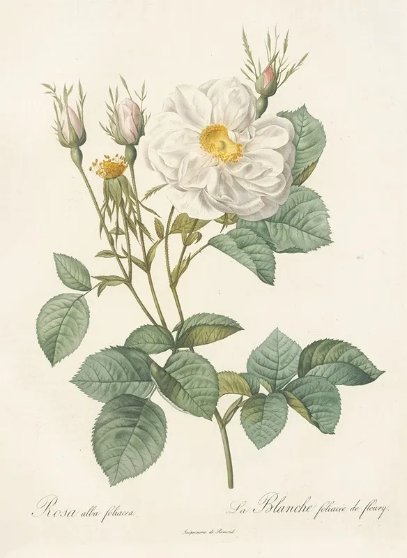 Rosa Alba Foliacea Wall Art by Pierre Joseph Redouté - High-Resolution Digital Print