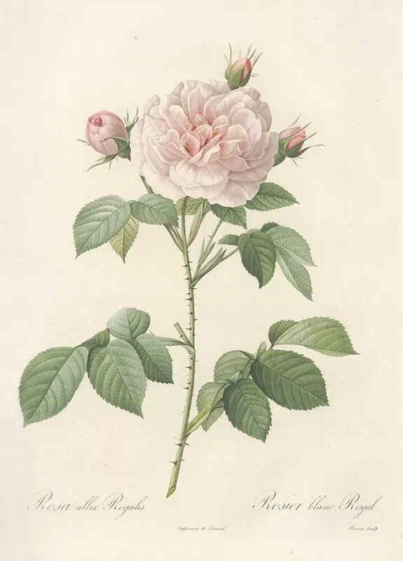 Rosa Alba Regalis Wall Art by Pierre Joseph Redouté - High-Resolution Digital Print