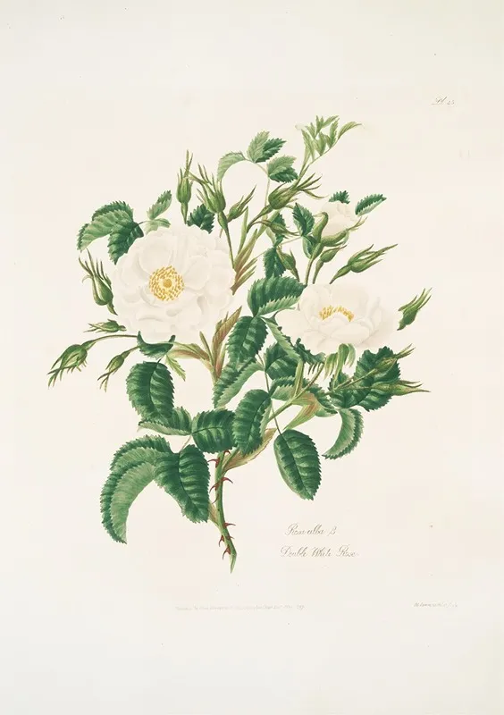 Rosa Alba3 Wall Art by Mary Lawrance - High-Resolution Digital Print